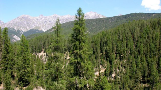 Swiss Forests